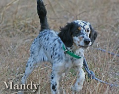 llewellin setter rescue