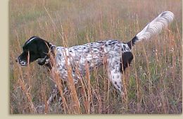 Llewellin Setters, foot hunting birddogs for bird hunter of quail and pheasant.  Llewellin puppies and started dogs available.