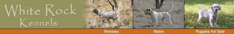 Llewellin Setters foot hunting birddogs for bird hunter of quail and pheasant.  Llewellin puppies and started dogs available.